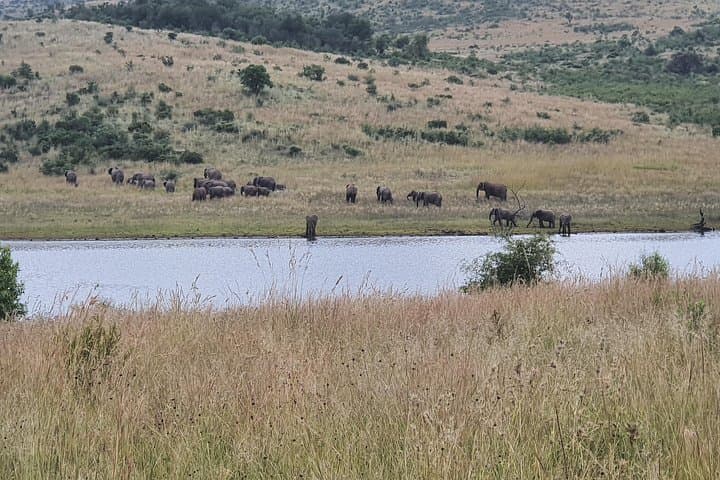 Full-Day Pilanesberg Safari from Johannesburg: Big Five, Wild Plains, and Practical Tips photo 3