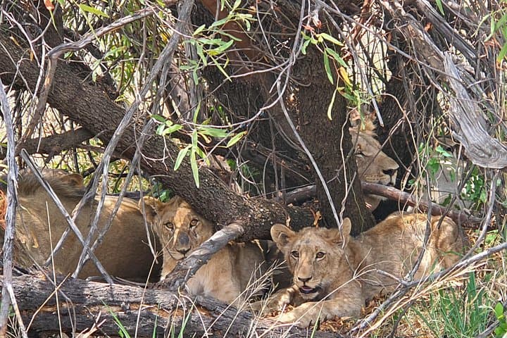 Full-Day Pilanesberg Safari from Johannesburg: Big Five, Wild Plains, and Practical Tips