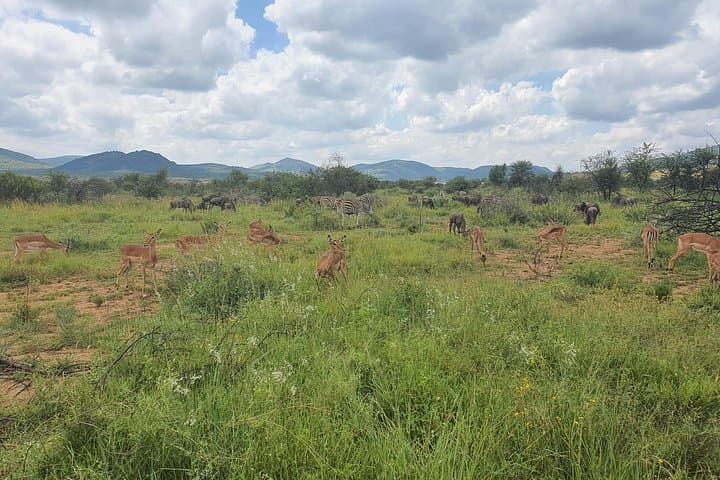 Full-Day Pilanesberg Safari from Johannesburg: Big Five, Wild Plains, and Practical Tips photo 5
