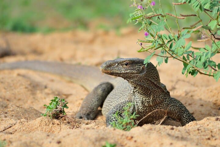 Romantic Glamping on Yala's Edge: 2-Day Safari & Coastal Wildlife Experience photo 2
