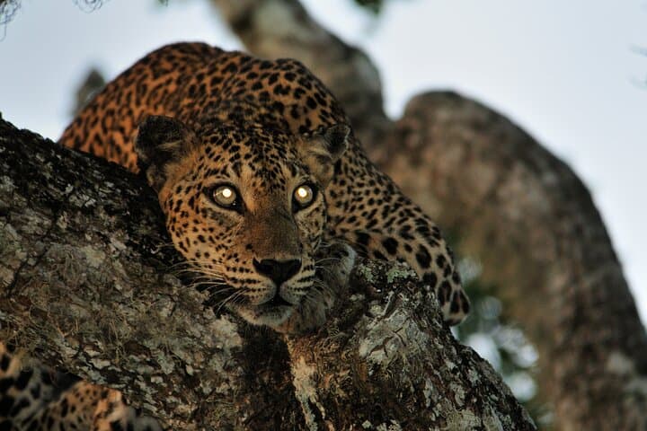 Glamping Safari at Yala National Park — Overnight Camp on the Park Boundary photo 3