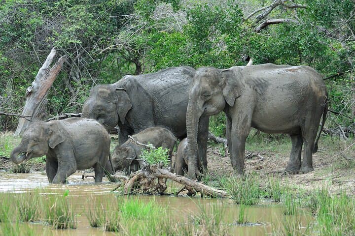 Glamping Safari at Yala National Park — Overnight Camp on the Park Boundary photo 4