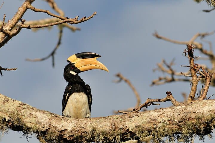 Romantic Glamping on Yala's Edge: 2-Day Safari & Coastal Wildlife Experience