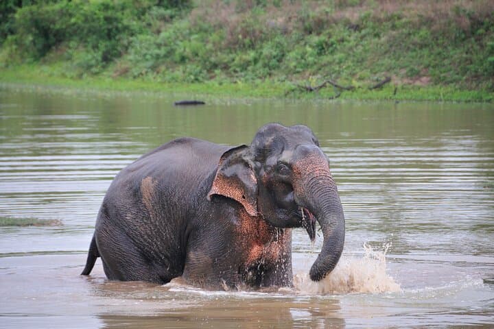 Glamping and Private Safari at Wilpattu National Park, Sri Lanka photo 3