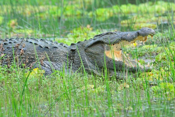 Wilpattu Glamping & Private Safari — 1 Night Tented Camp Near the Park