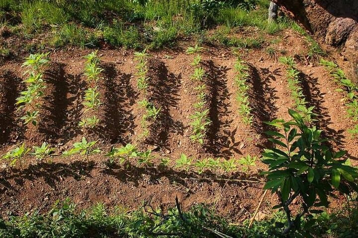 Pokhara Organic Farm Tour & Nepali Cooking Class at Durku photo 6