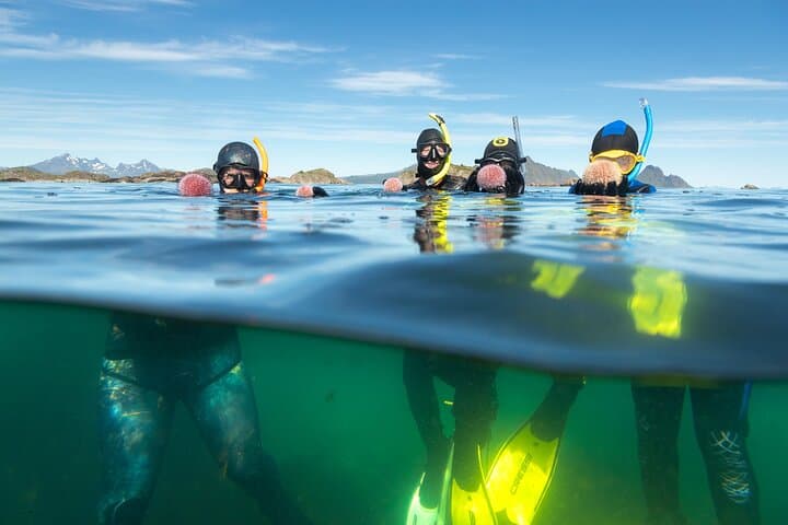 Family Snorkeling Tour in Lofoten: Arctic Kelp Forests & Seals photo 2