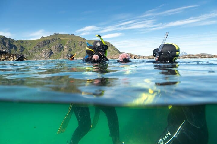 Family Snorkeling Tour in Lofoten: Arctic Kelp Forests & Seals photo 3