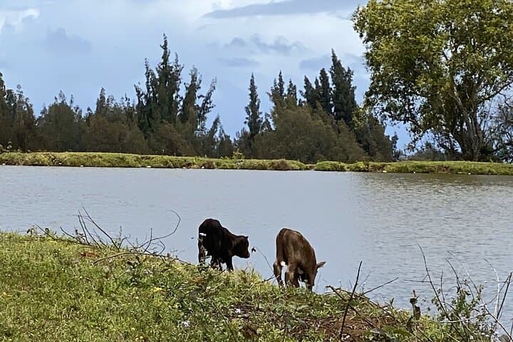 Waipio Horseback Ranch Ride — Mountain-to-Ocean Tour on the Hamakua Coast photo 6
