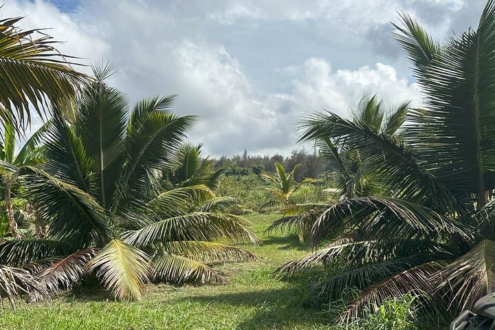 Waipio Horseback Ranch Ride — Mountain-to-Ocean Tour on the Hamakua Coast photo 5