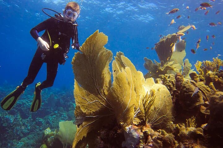 Personalized 2-Tank Shore Dive in Curaçao: Guided Reef Exploration for Certified Divers