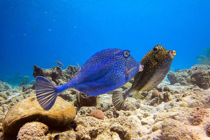 Personalized 2-Tank Shore Dive in Curaçao: Guided Reef Exploration for Certified Divers photo 3
