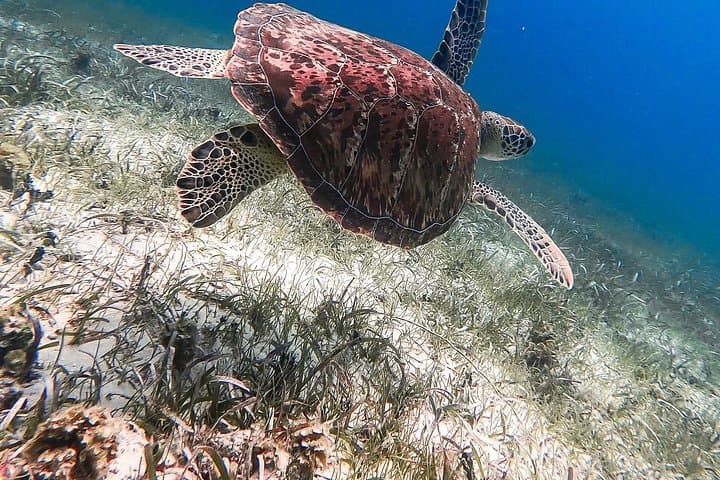 Stingray City & Coral Garden Snorkel on a 50ft Catamaran — Grand Cayman photo 4