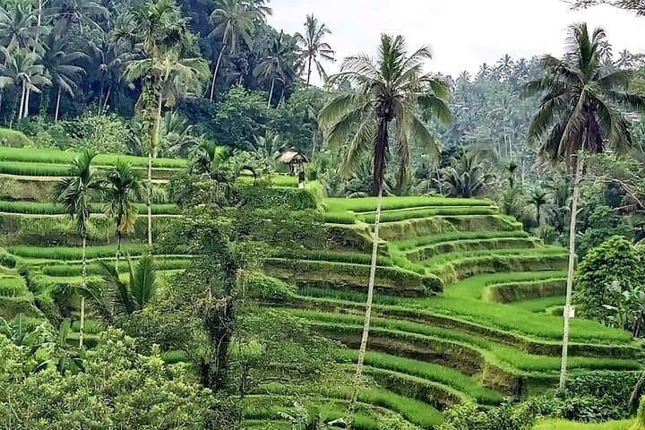 Half-Day Ubud Tour: Tegenungan Waterfall, Tirta Empul & Tegallalang Rice Terraces photo 6