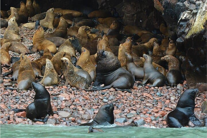 Ballestas Islands, Nazca Lines & Huacachina Day Trip from Lima photo 3