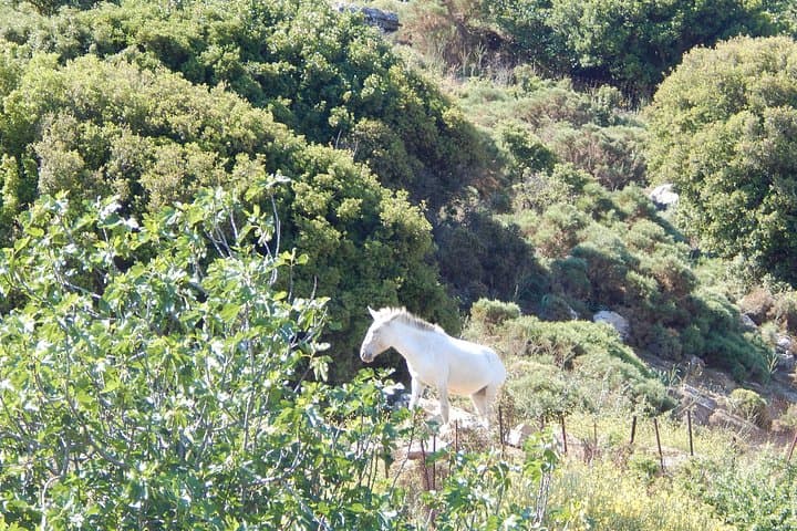 Hike Mount Zas: Summit the Highest Peak of the Cyclades on Naxos photo 3