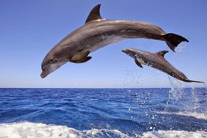 Dolphin House Discovery: Full-Day Snorkeling Cruise from Hurghada photo 4