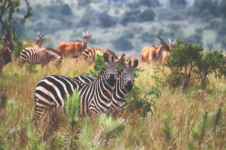 Akagera National Park Half-Day Private Safari: Big Five Game Drive from Kigali photo 3