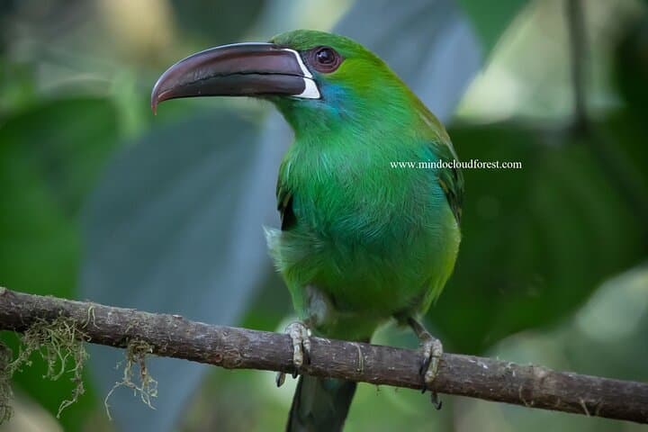Mindo Cloud Forest Day Tour with Licensed Naturalist — Birding, Hikes & Local Flavor photo 2