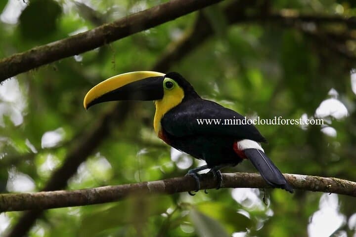 Mindo Cloud Forest Day Tour with Licensed Naturalist — Birding, Hikes & Local Flavor photo 3