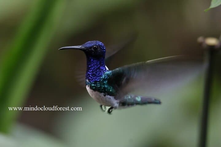 Mindo Cloud Forest Day Tour with Licensed Naturalist — Birding, Hikes & Local Flavor photo 4