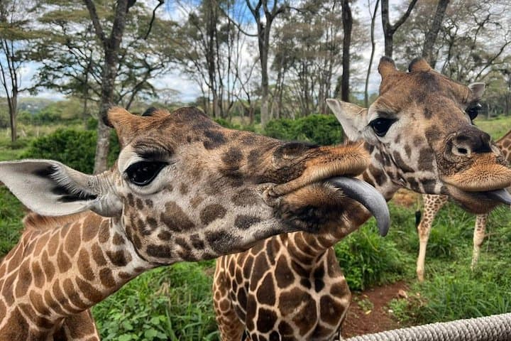 Giraffe Centre, Kazuri Beads & Karen Blixen Museum: Nairobi Day Tour photo 4