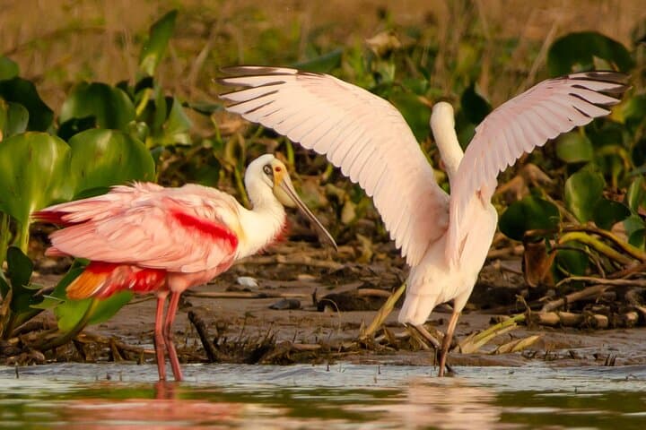 Paraguay River Eco Tour: Manduvira Confluence, Birding & Sunset Boat Trip photo 5