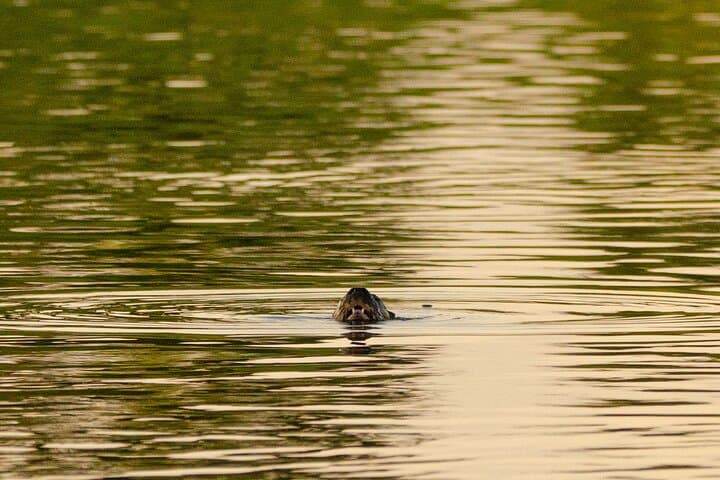 Paraguay River Eco Tour: Manduvira Confluence, Birding & Sunset Boat Trip photo 6