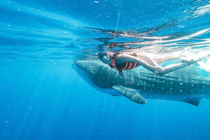 Swim with Whale Sharks: Isla Mujeres & Cancun Snorkel Adventure photo 6