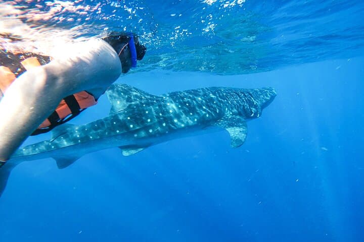 Swim with Whale Sharks: Isla Mujeres & Cancun Snorkel Adventure photo 2