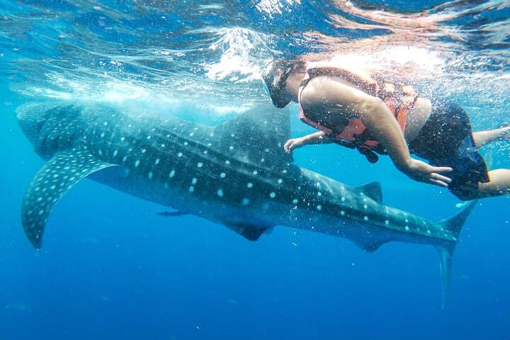 Swim with Whale Sharks: Isla Mujeres & Cancun Snorkel Adventure