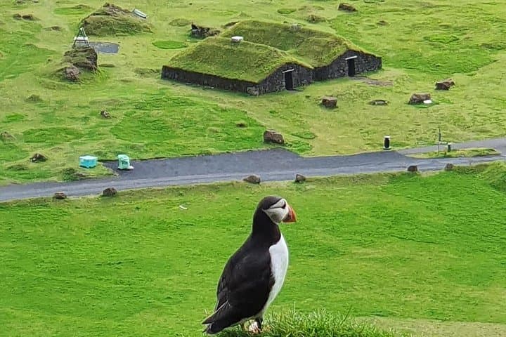 Eyjascooter Puffin Tour — Scooter the Cliffs of Heimaey (Westman Islands, Iceland)