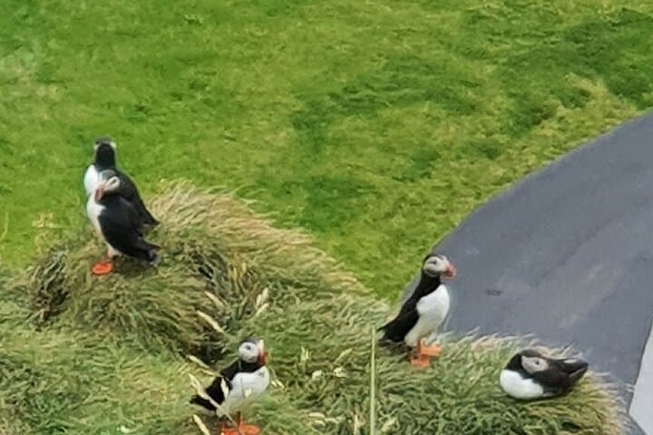 Eyjascooter Puffin Tour — Scooter the Cliffs of Heimaey (Westman Islands, Iceland) photo 2