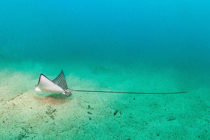 Koloa Landing One-Tank Shore Dive — Kauai South Shore for Certified Divers photo 2