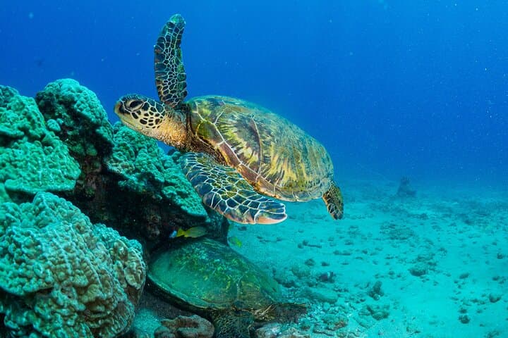 Koloa Landing One-Tank Shore Dive — Kauai South Shore for Certified Divers photo 3