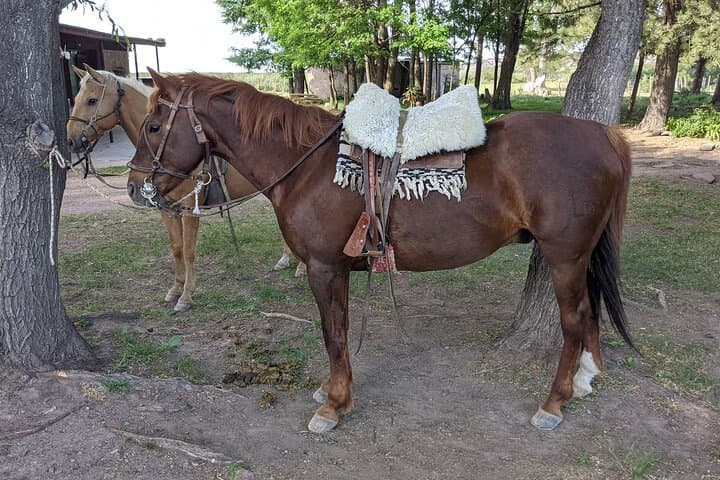 Private Horseback Riding in Valle de Uco: Andes Ride, Asado & Wine photo 5