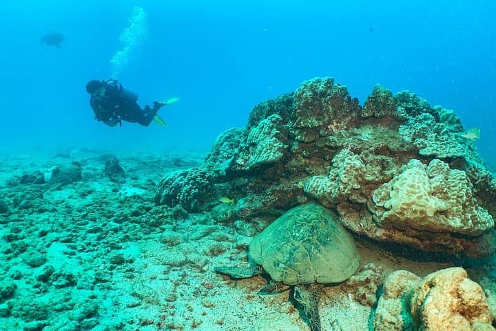 Discover Scuba at Koloa Landing: 1-Tank Shore Dive on Kauai's South Shore photo 2