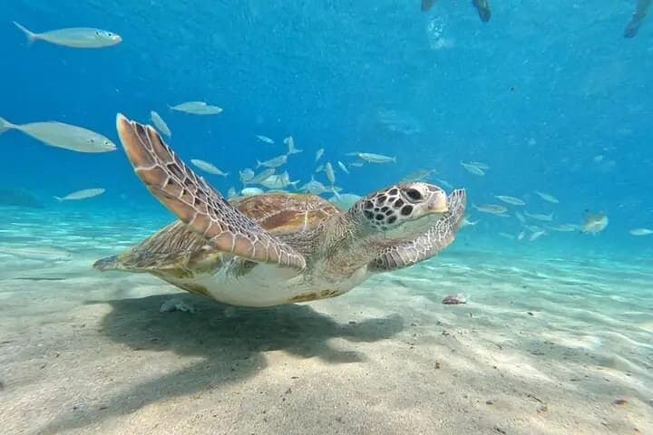 Curacao Sea Turtle Swim & West Side Natural Highlights Tour