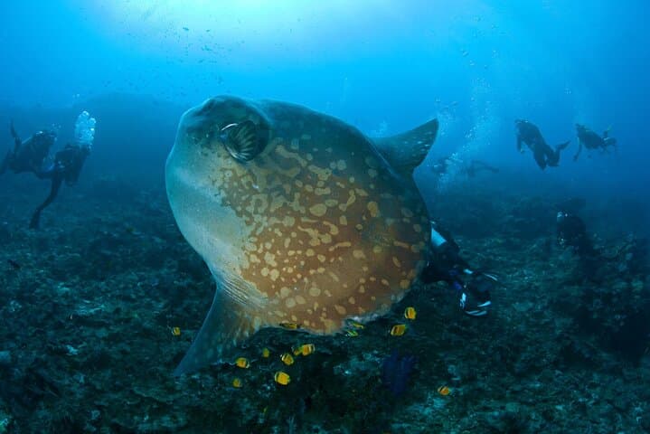 Three-Dive Nusa Penida Day: Manta Point, Crystal Bay & SD Drift photo 2