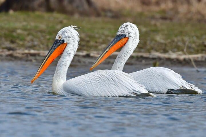 3-Day Danube Delta Canoe & Camping Tour from Tulcea photo 3