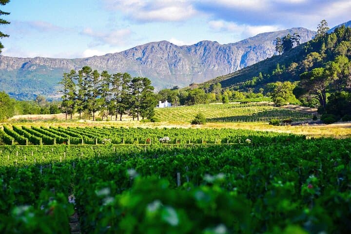 Private Cape Winelands Tour: Stellenbosch & Franschhoek Wine Tram Experience photo 2