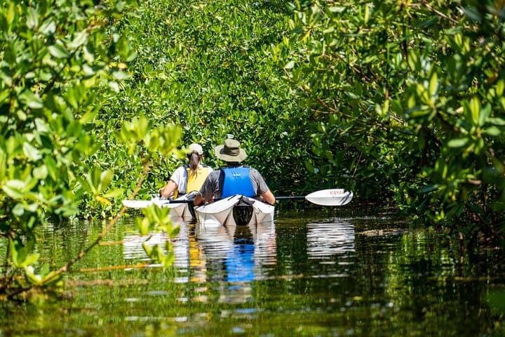 Glass-Bottom Kayak Tour in Grand Cayman — Mangrove Wildlife & Local Culture