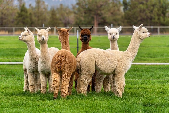 Meet and Feed Alpacas at MamaAdama Farm in Grândola, Portugal