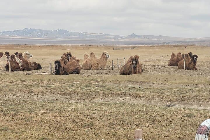 Semi-Gobi Day Trip: Private Jeep Tour to Elsen Tasarkhai & Khogno Khan photo 4