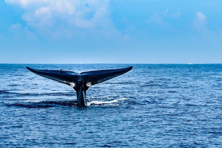 Trincomalee Whale & Dolphin Watching with Snorkel Stops at Swami and Navy Rock photo 2