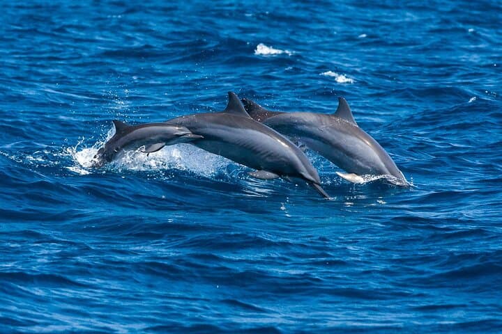 Trincomalee Whale & Dolphin Watching with Snorkel Stops at Swami and Navy Rock photo 4