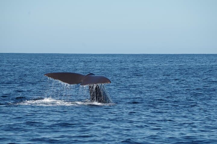 Whale Watching from Bentota: Blue Whale & Dolphin Safari with Breakfast & Transfers