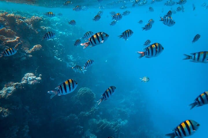 Trincomalee Whale & Dolphin Watching with Snorkel Stops at Swami and Navy Rock photo 6