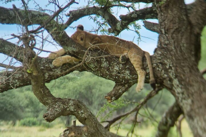 5-Day Private Safari from Arusha: Serengeti, Ngorongoro, Tarangire & Manyara photo 3