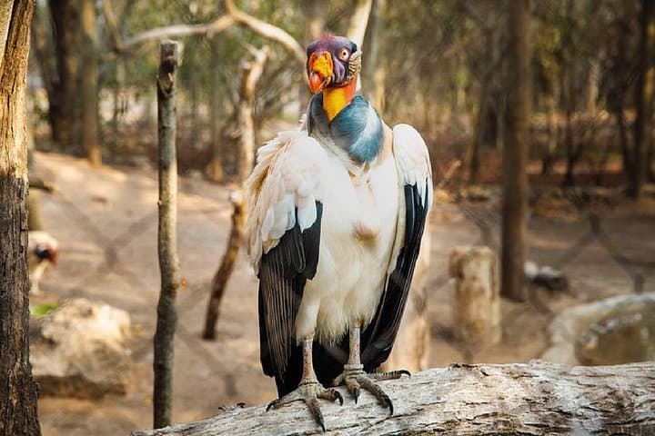 Playa Blanca & Barú Aviary Full-Day Tour from Cartagena with Lunch photo 4